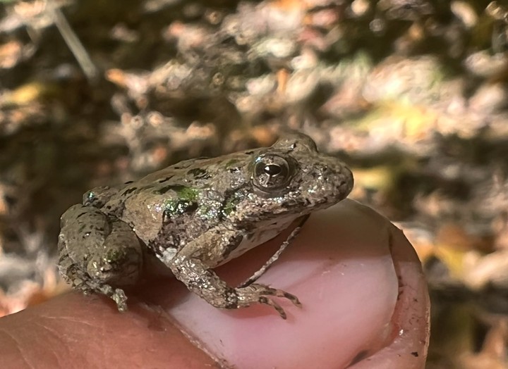 Blanchard's Cricket Frog